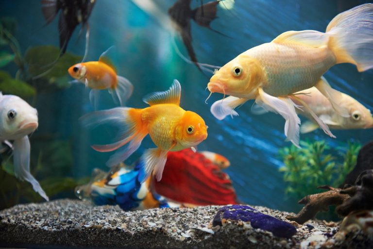 Saltwater Fish Care: Tips for Keeping Them Healthy