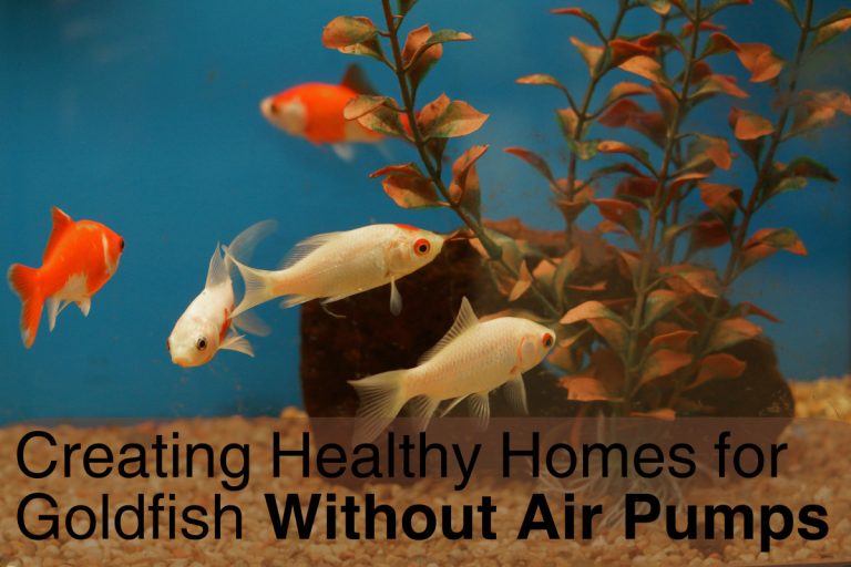 To Air or Not to Air: Feeding Fish with Air Pump On or Off?