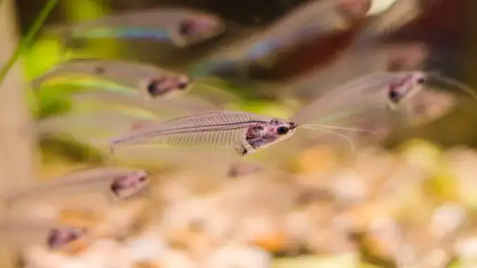 Pregnant Dojo Loach: A Complete Care Guide for Healthy Fry.