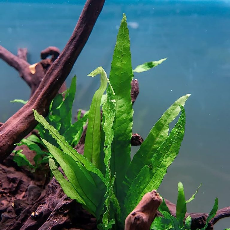 Java Fern Thrives in Gravel: Here’s How to Plant It Correctly