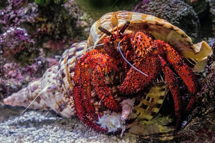 Eliminate Limpets in Your Aquarium with These Expert Tips