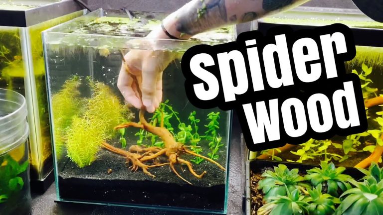 How to Boil Spider Wood for Perfect Aquarium Setup
