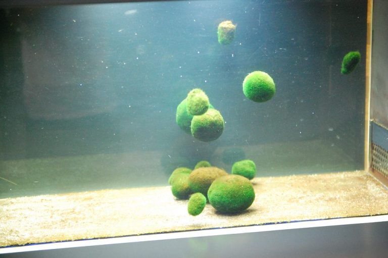 Solving the Mystery: Why is My Aquarium Sand Floating?