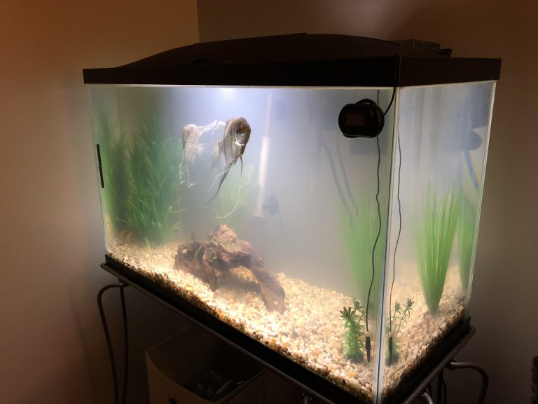 Why is My Fish Tank Foaming? Solving the Mystery of Bubbly Aquariums.