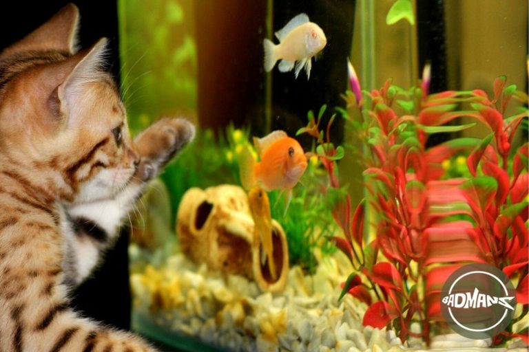 Why Thick Aquarium Glass is Essential for Your Fish’s Safety