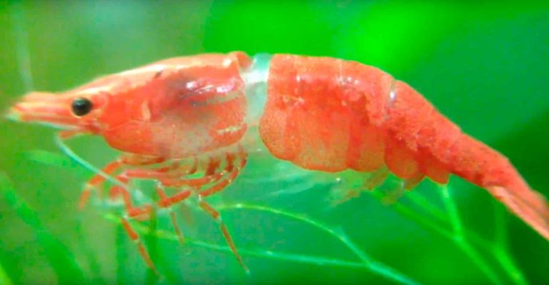 Shocking Truth: Do Shrimp Die After Giving Birth?