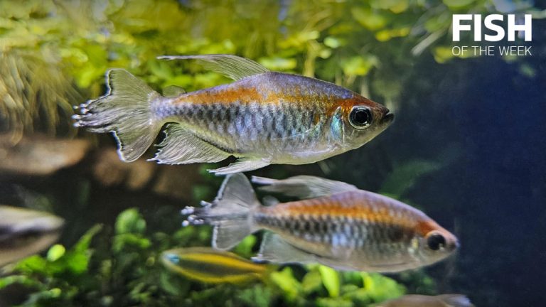 Discover the Ideal Number of Congo Tetras to Keep Together
