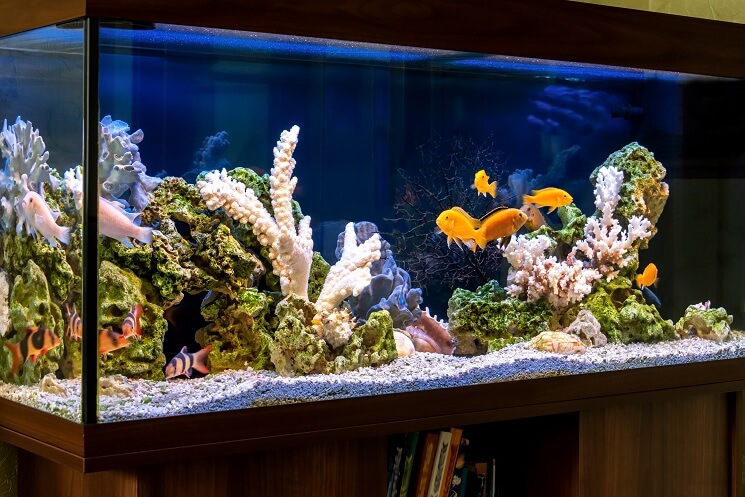 Revamp Your Home Decor with a Stunning 75 Gallon Goldfish Tank