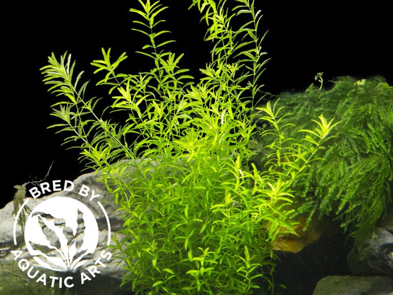 Transforming Your Aquarium with Star Grass