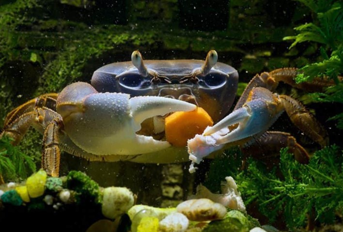 Do Crabs Eat Shrimp: Discover Whether Crabs Devour Shrimp In Their Diet