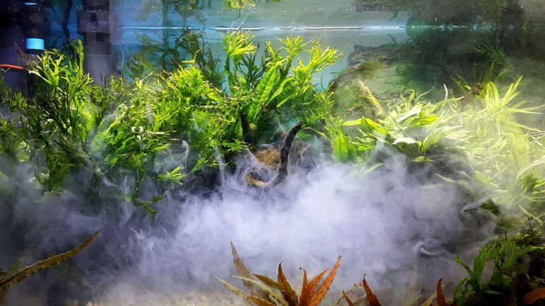 Banish Mold from your Fish Tank: Simple Tips to Keep Your Tanks Clean