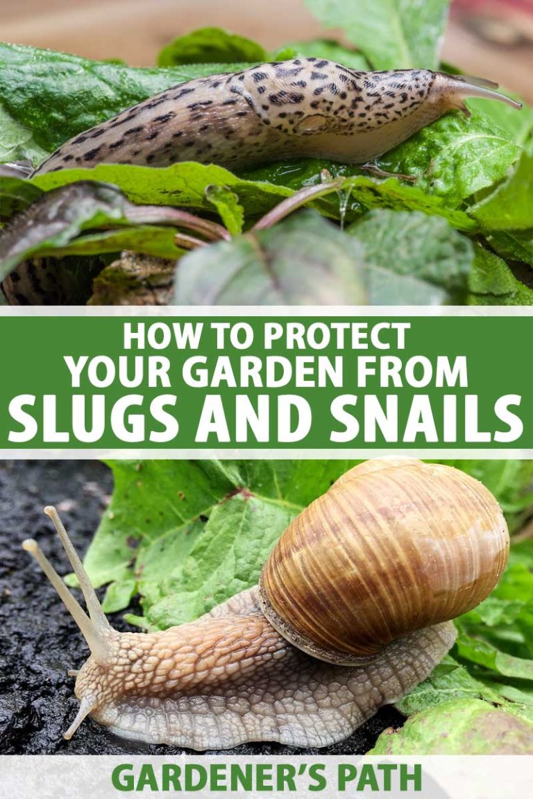 Eliminate Aquarium Snails: Discover the Power of Vinegar