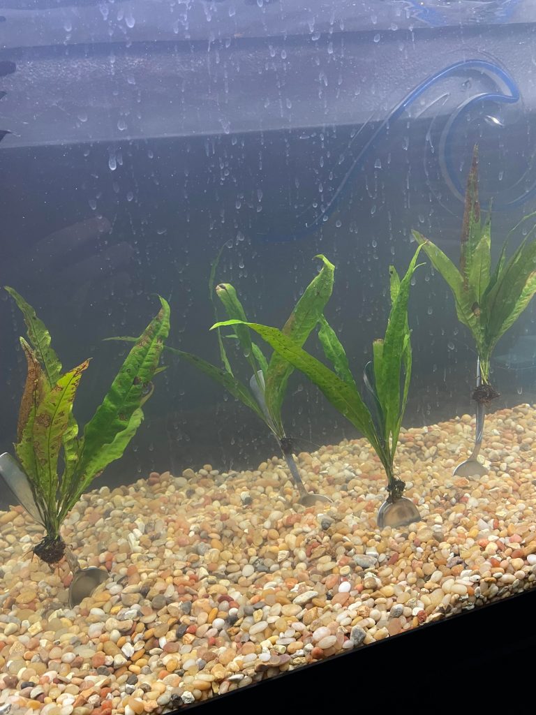 Master the Art of Tying Java Fern to Rock