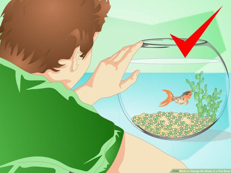 Unlocking the Goldfish Capacity: How Many in a 30 Gallon Tank?