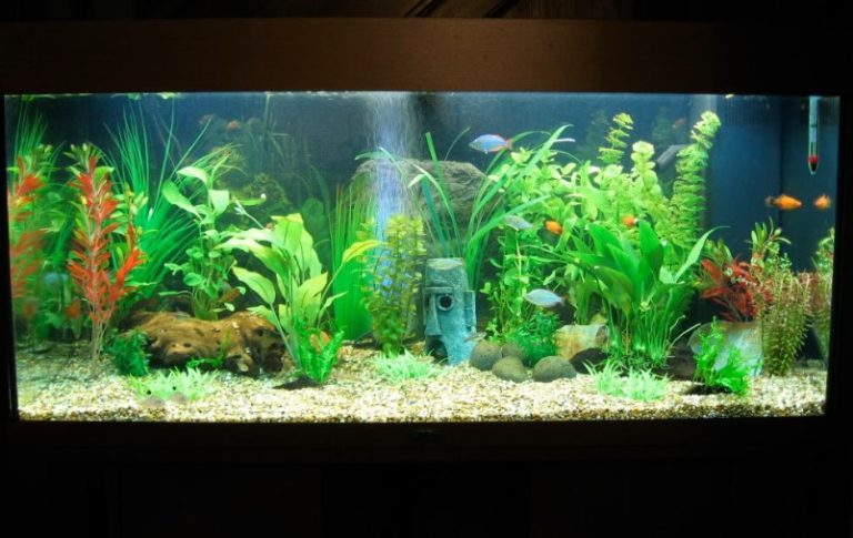 14 Places to Donate Your Aquarium Tank Today: Find Your Best Option