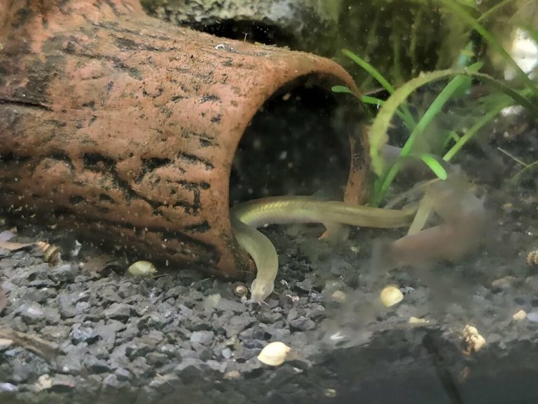 Exploring the Predatory Nature: Do Dojo Loaches Eat Snails?