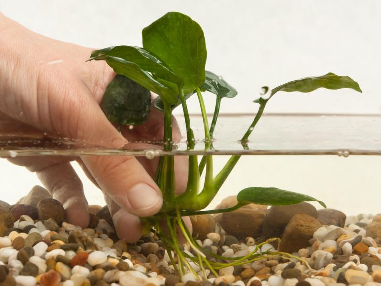 Master the Art of Planting Aquarium Plants in Gravel