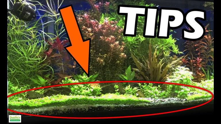 Dustins Aquarium Plants : Transform Your Underwater World