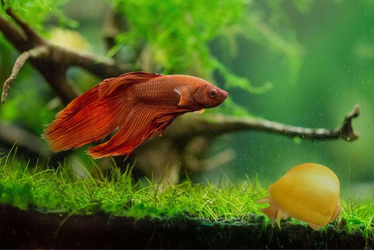 Discover the Perfect Companions: Goldfish and Mystery Snails