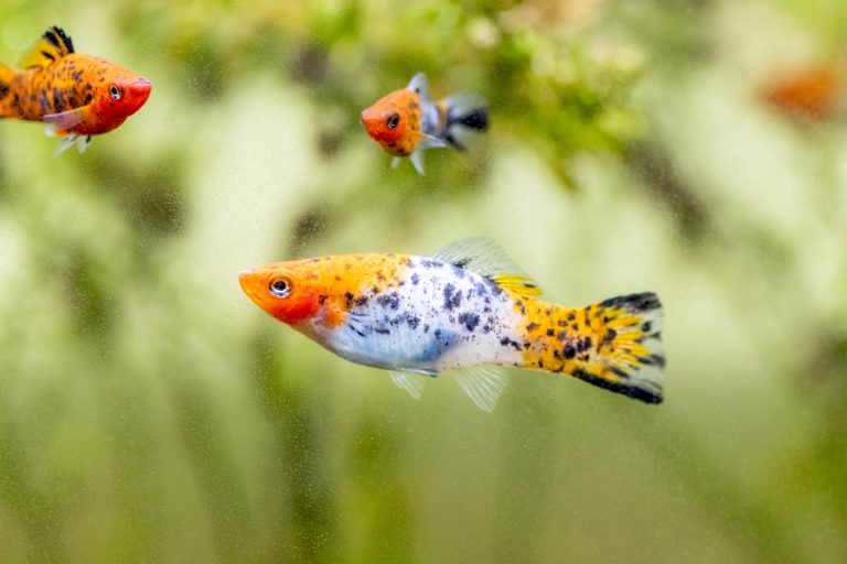 10 Best Water Types for Goldfish Survival: Expert Guide