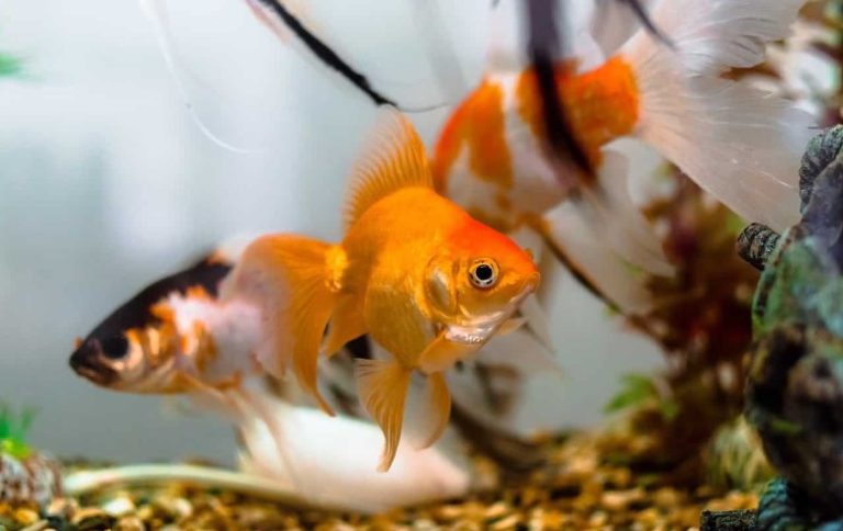The Ultimate Guide to Goldfish Space Requirements
