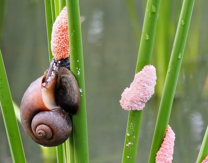 Mystery Solved: Expert Tips for Caring for Snail Eggs
