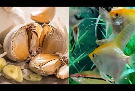 how-to-use-garlic-in-fish-tank