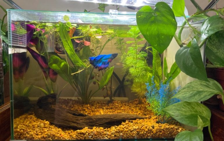 The Ultimate Guide: Fish That Can Safely Live with Bettas in a 5 Gallon Tank