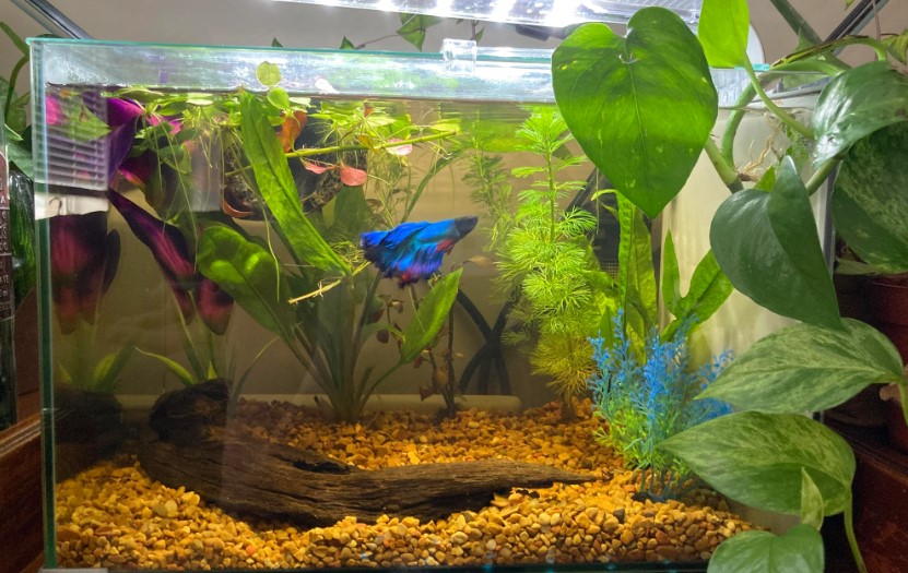 what fish can live with bettas in a 5 gallon tank
