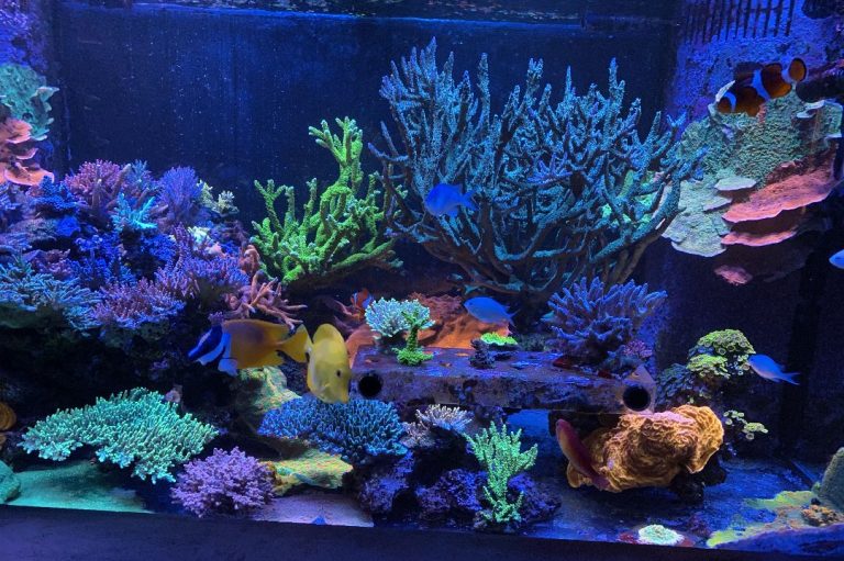 What is the Best Temperature for a Saltwater Aquarium? A Guide to Optimal Conditions