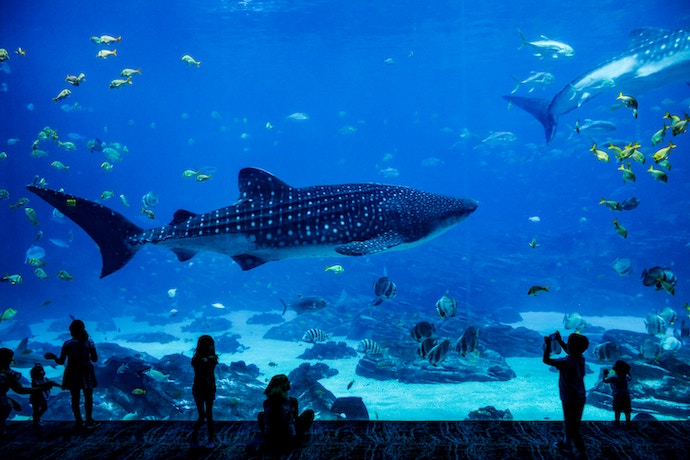 Swimming with Whale Sharks at Georgia Aquarium: Unforgettable Experience Awaited!