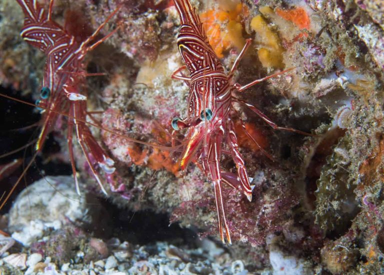 Are Blood Shrimp the Ideal Addition to Your Saltwater Aquarium?