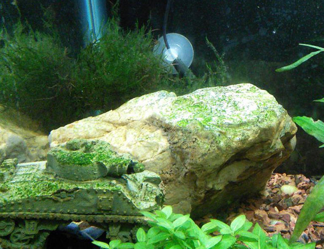 How to Easily Remove Algae from Small Aquarium Rocks