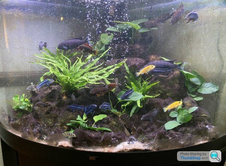 Transform Your Space with a Stunning 48 Gallon Bow Front Aquarium