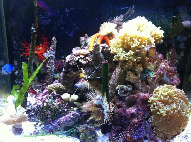 Is a Saltwater Aquarium Hard to Maintain: Expert Tips to Make it Effortless!