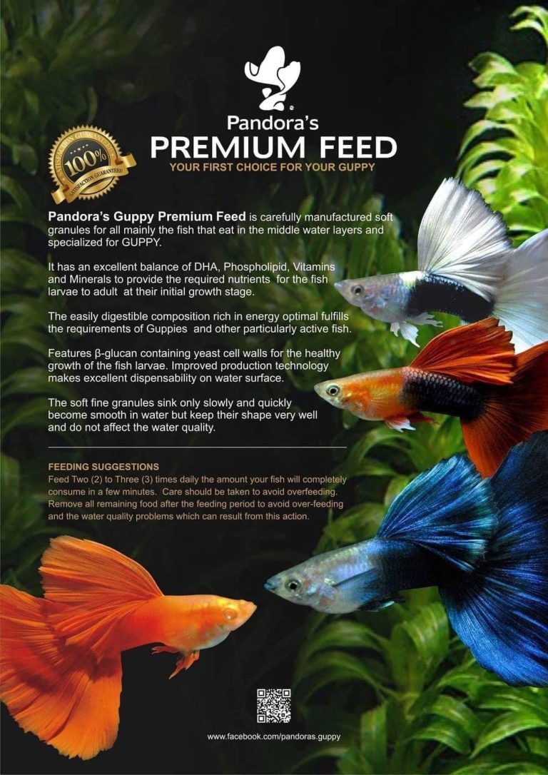 How to Effortlessly Feed Fish in Your Wall Aquarium: Pro Tips
