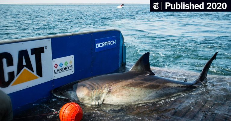 Why Are Great White Sharks Absent in Aquariums: Unveiling the Mystery