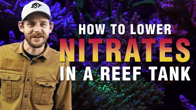 How to Effectively Lower Nitrates in Your Saltwater Aquarium