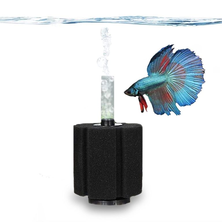Do Small Aquariums Need Air Pumps? Discover the Key Essentials!