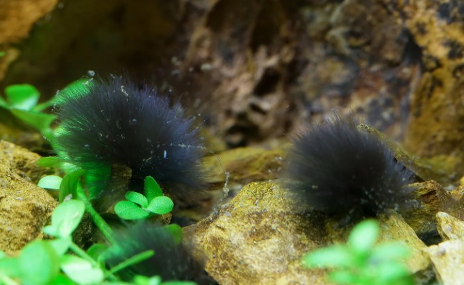 Black Stuff in Fish Tank Filter  : Unveiling the Hidden Dangers