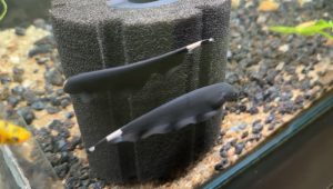 Black Tank Fish