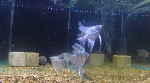 Blue Sapphire Angelfish