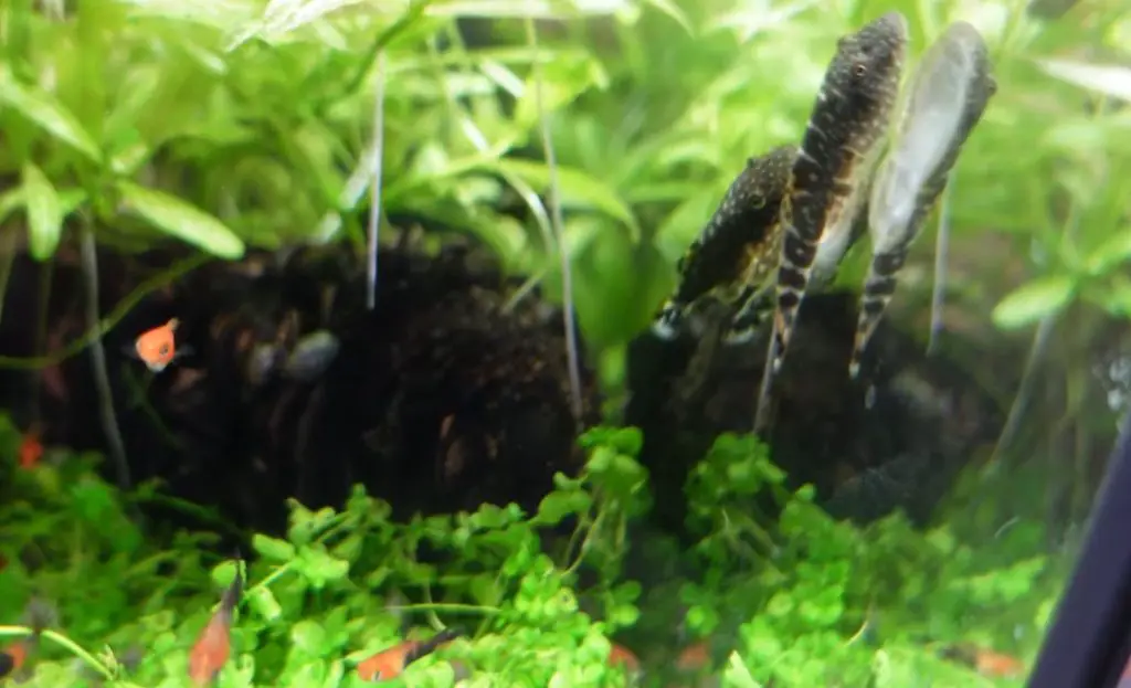 Borneo Loach Care - Aquariuman