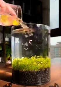 Cool Things To Put In A Fish Tank