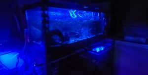Does Blue Light Cause Algae In A Fish Tank