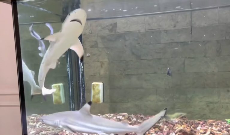 Fish Fixe Shark Tank
