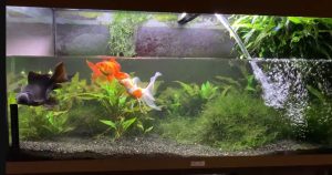 How Much Water Do Goldfish Need