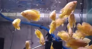 How To Grow Fish Faster In Aquarium