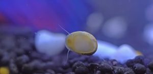 How To Hatch Nerite Snail Eggs