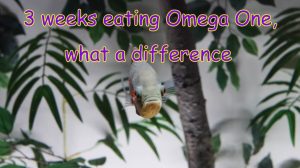 Is Omega One Fish Food Good
